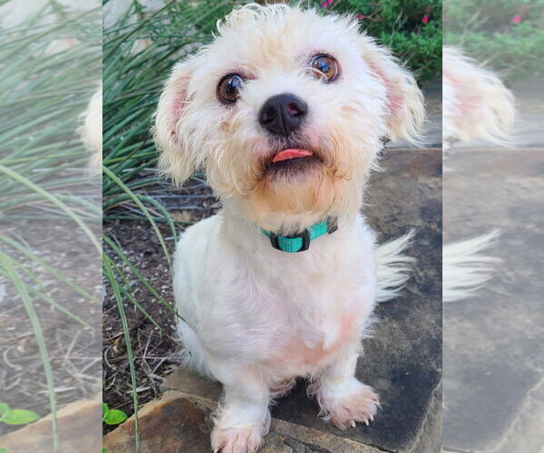 Medium Photo #4 Mutt Puppy For Sale in Pipe Creek, TX, USA