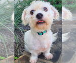Small #3 Mutt