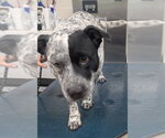 MOZART - Male Mutt Dog for Adoption - Small photo