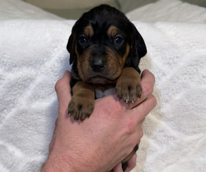 Medium Black and Tan Coonhound-Bluetick Coonhound Mix