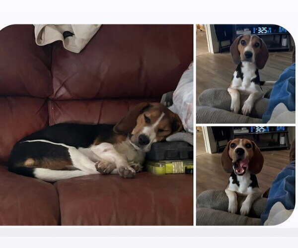 Medium Photo #2 Beagle Puppy For Sale in Crystal, MN, USA