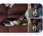 Small #1 Beagle