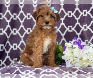 Poodle (Miniature)-Shorkie Tzu Mix Puppy for sale in LAKELAND, FL, USA