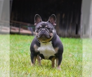 Mother of the French Bulldog puppies born on 12/24/2024