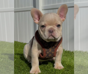 French Bulldog Puppy for sale in SANTA MONICA, CA, USA