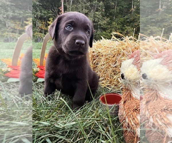 Medium Photo #8 Labrador Retriever Puppy For Sale in NEOLA, WV, USA