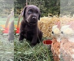 AKC Chocolates - Male Labrador Retriever Puppy for Sale - Photo #8