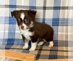 Miniature Australian Shepherd Puppy for sale in FORT MORGAN, CO, USA