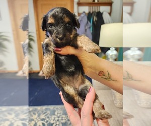YorkiePoo Dog for Adoption in ALGER, Ohio USA