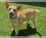 Small #2 Chihuahua Mix