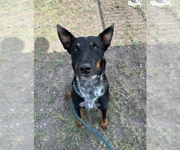 Medium Photo #2 Mutt Puppy For Sale in Corpus Christi, TX, USA