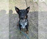 Small #1 Mutt