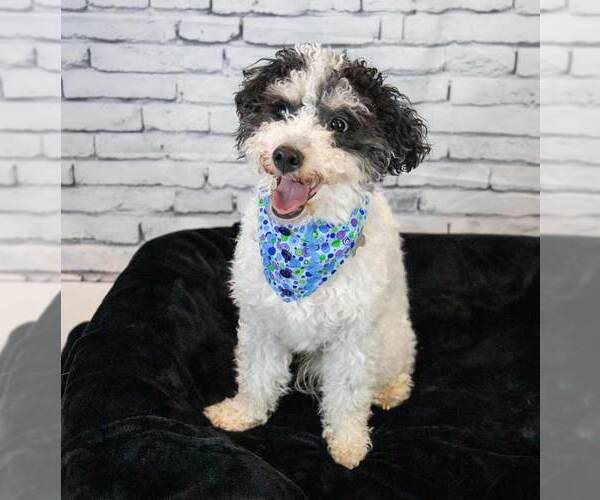 Medium Photo #12 Poochon Puppy For Sale in Kennesaw, GA, USA