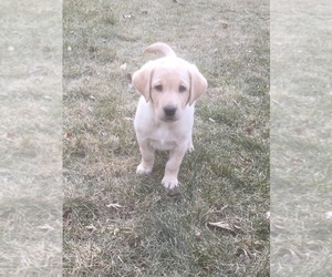 Labrador Retriever Puppy for sale in SACRED HEART, MN, USA