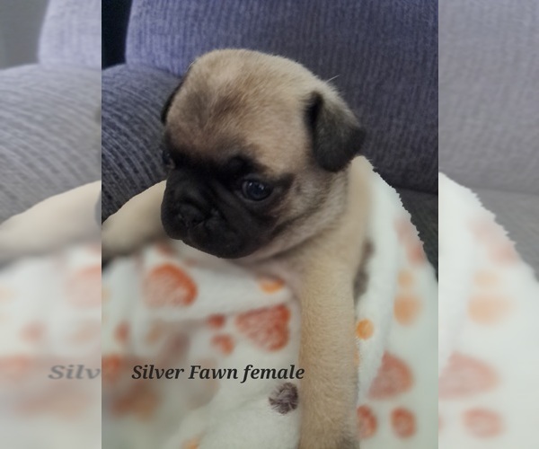 Medium Photo #12 Pug Puppy For Sale in NEW BERN, NC, USA