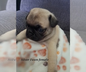 Medium Pug