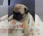 Puppy Silver Fawn Fem Pug