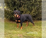 Small Photo #1 Rottweiler Puppy For Sale in MIDDLEBURY, IN, USA