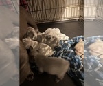 Small #5 French Bulldog