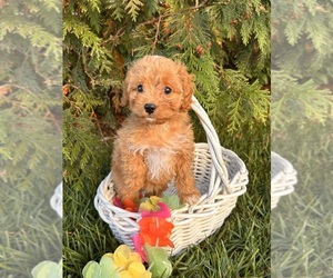 Cavapoo Puppy for sale in MIDDLEBURY, IN, USA