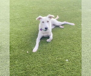 Unknown-Whippet Mix Dogs for adoption in Cave Creek, AZ, USA