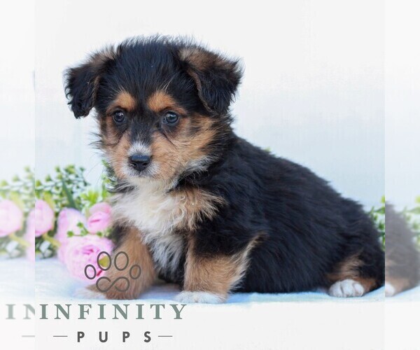 Medium Photo #3 Corgipoo Puppy For Sale in LANCASTER, PA, USA