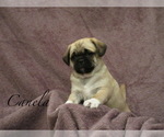 Small Photo #1 Puggle Puppy For Sale in BRIDGETON, NJ, USA