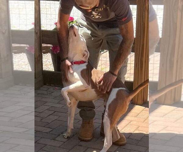 Medium Photo #14 Mutt Puppy For Sale in Atlanta, GA, USA