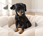 Small Photo #2 Miniature Pinscher-Unknown Mix Puppy For Sale in MIDWAY, UT, USA