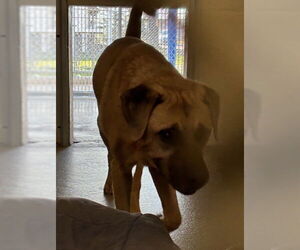 Mutt Dogs for adoption in Sanford, FL, USA