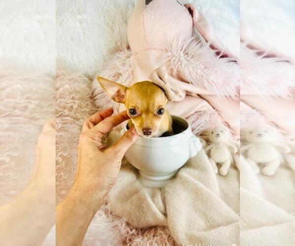 Medium Photo #13 Chihuahua Puppy For Sale in MIAMI, FL, USA