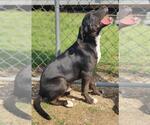 Small #4 Catahoula Leopard Dog-Staffordshire Bull Terrier Mix