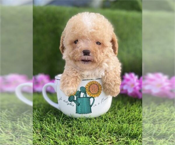 Medium Photo #1 Poodle (Toy) Puppy For Sale in WINTER PARK, FL, USA