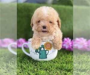 Poodle (Toy) Puppy for sale in WINTER PARK, FL, USA