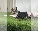 Small #1 French Bulldog