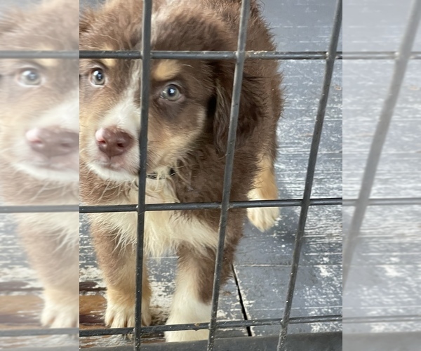 Medium Photo #1 Australian Shepherd Puppy For Sale in POLK CITY, FL, USA