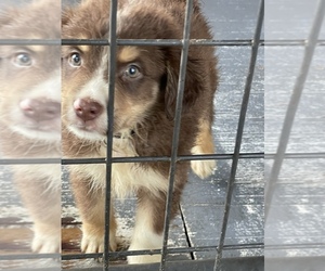 Australian Shepherd Puppy for Sale in POLK CITY, Florida USA