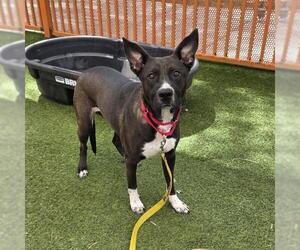 Mutt Dogs for adoption in Las Vegas, NV, USA
