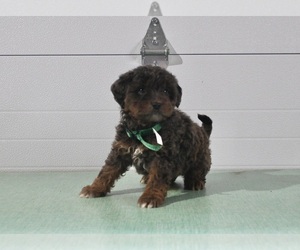 Aussiedoodle Miniature  Puppy for sale in FRESNO, OH, USA