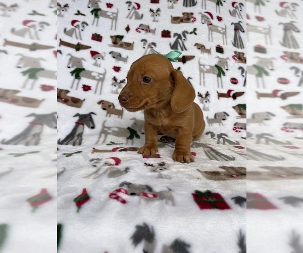 Medium Photo #4 Dachshund Puppy For Sale in LANCASTER, PA, USA