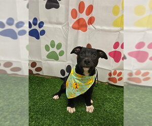 CHA CHA - Female German Shepherd Dog-Unknown Mix Dog for Adoption - Photo #2