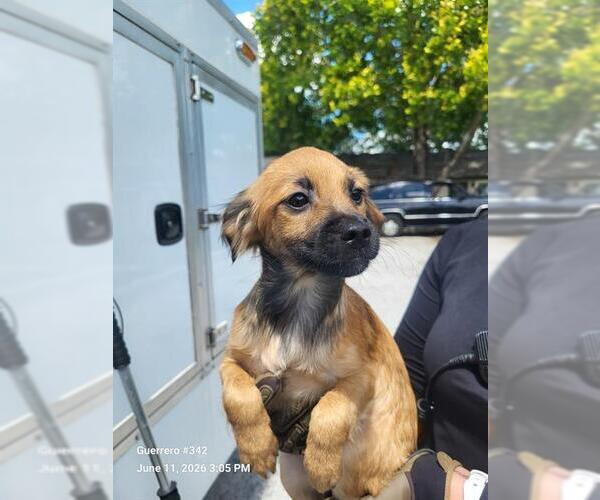 Medium Photo #1 Chihuahua-Unknown Mix Puppy For Sale in San Antonio, TX, USA