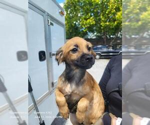 Chihuahua-Unknown Mix Dogs for adoption in San Antonio, TX, USA