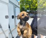 Small Chihuahua Mix