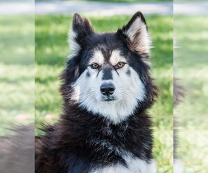 Alaskan Malamute-Unknown Mix Dogs for adoption in Miami, FL, USA