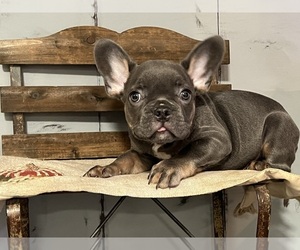 French Bulldog Puppy for sale in NORCO, CA, USA