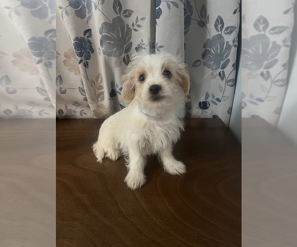 Medium Photo #7 Morkie Puppy For Sale in DURHAM, CT, USA