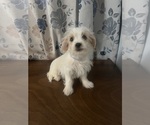 Small #6 Morkie