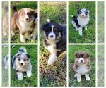 Small Australian Shepherd