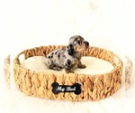 Small #5 Dachshund